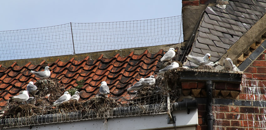 Pigeon Droppings / Bird Guano Cleaning